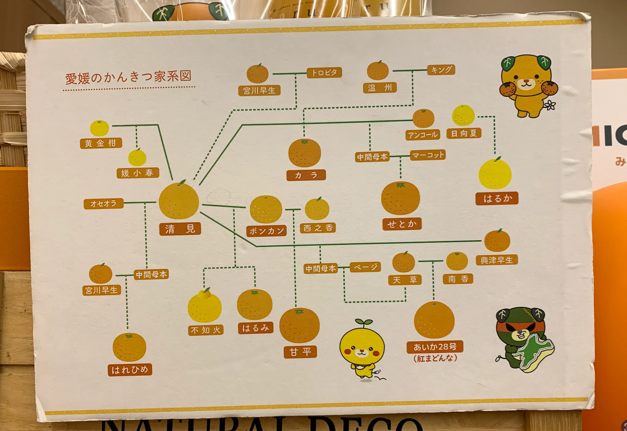 Learning Neo4j with Mikan Oranges